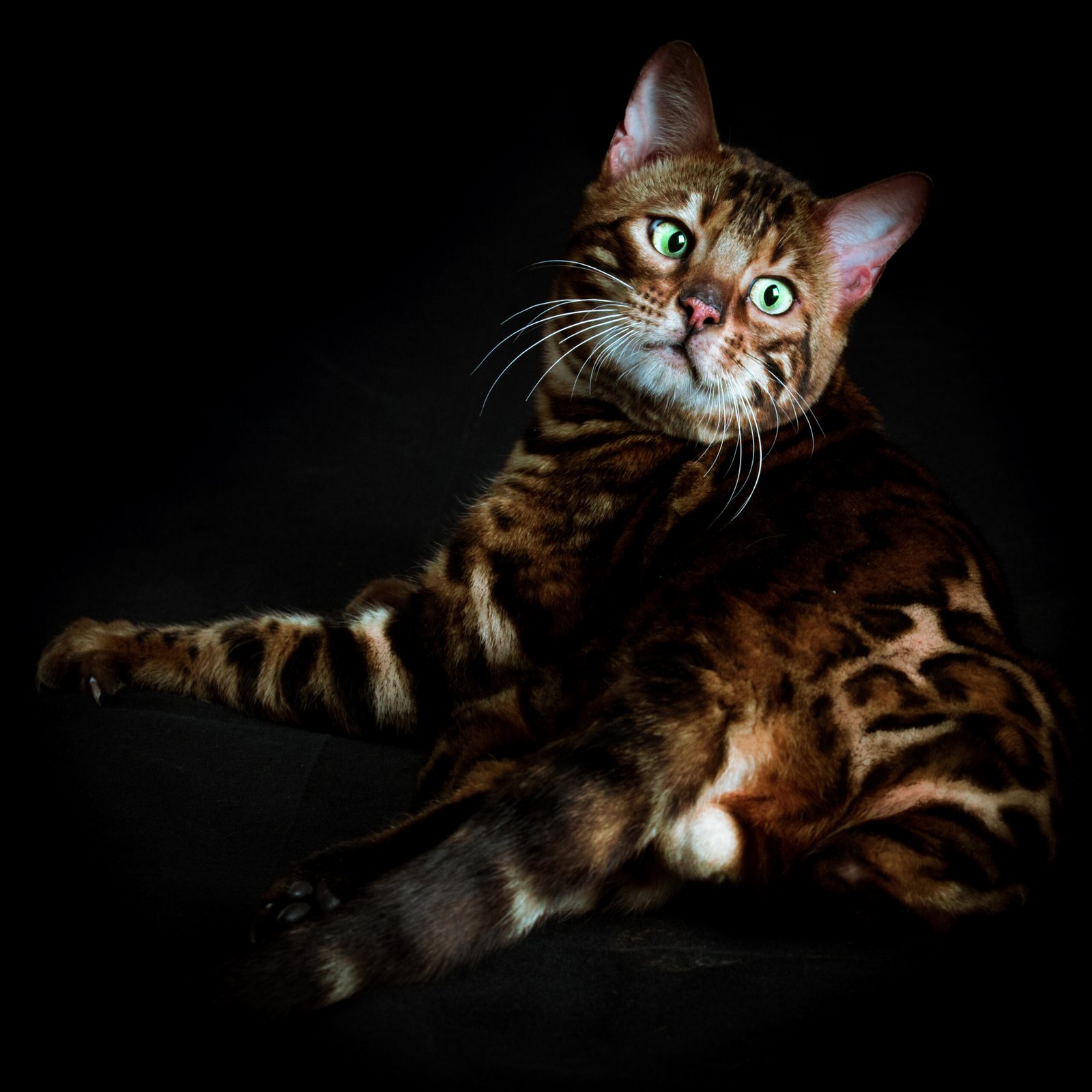 Gato_Bengalí_ojos_verdes